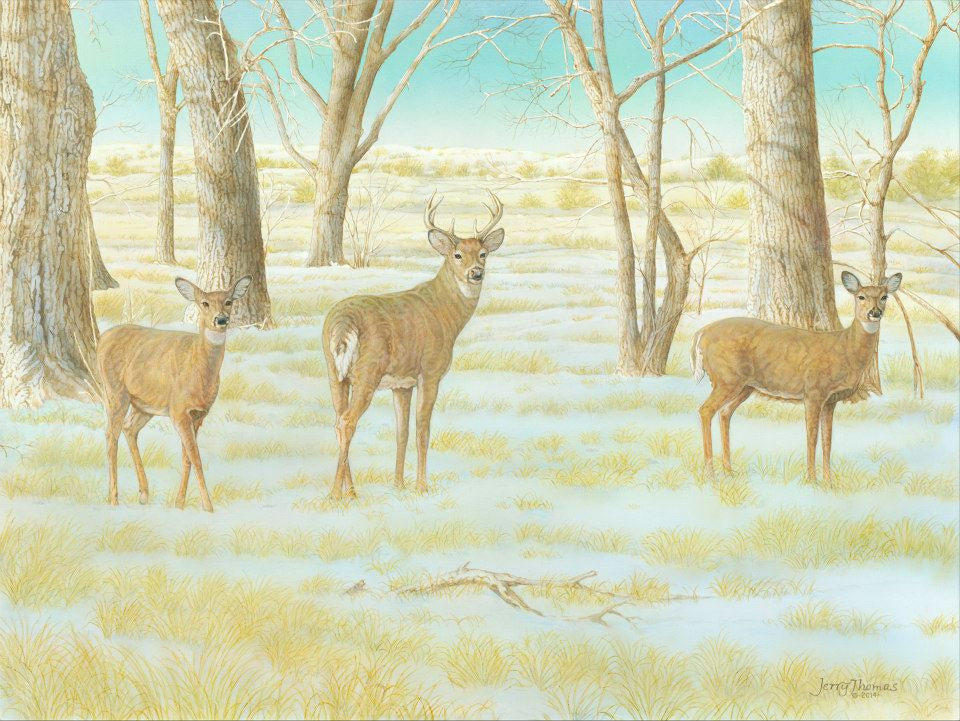 "Cottonwood Grove Whitetails" by Jerry Thomas