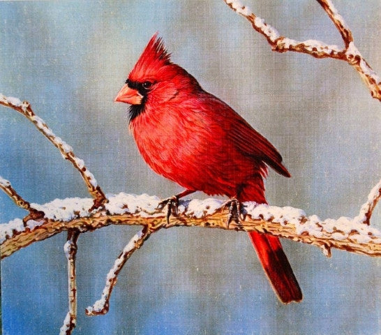 "Winter Cardinal" by Jerry Thomas