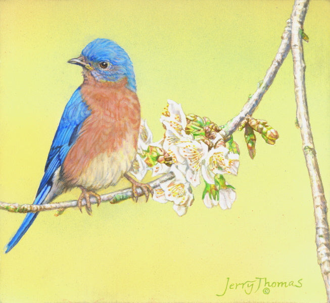 "Bluebird Spring"