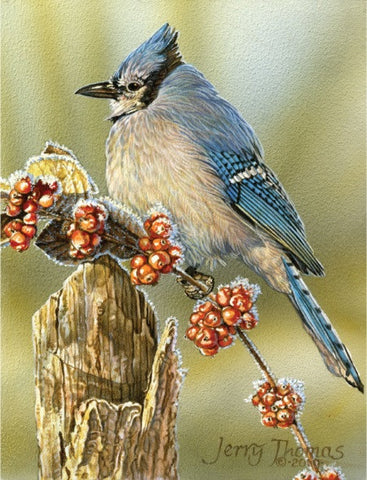 "Frosty Morning Bluejay"