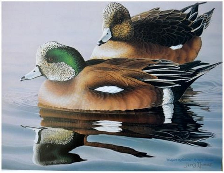 "Widgeon Reflections"