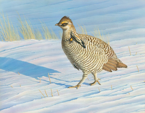 "Winter Walk Prairie Chicken"
