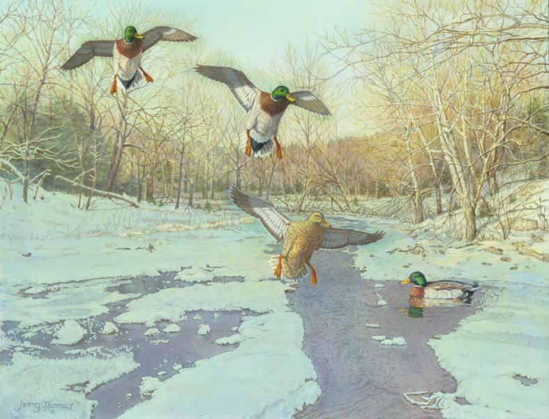 "Snow Creek-Mallards" by Jerry Thomas